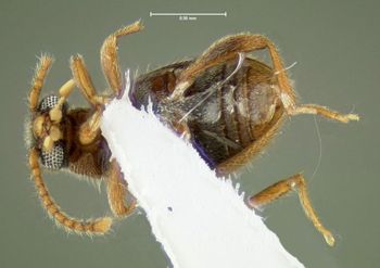 Media type: image;   Entomology 613388 Aspect: habitus ventral view